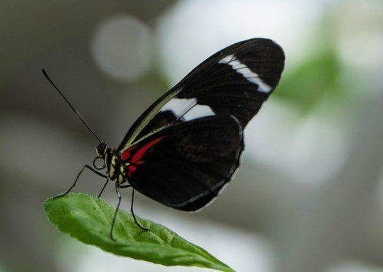 Black and Red Butterfly Logo - Black White Red Of Cockrell Butterfly Center, Houston