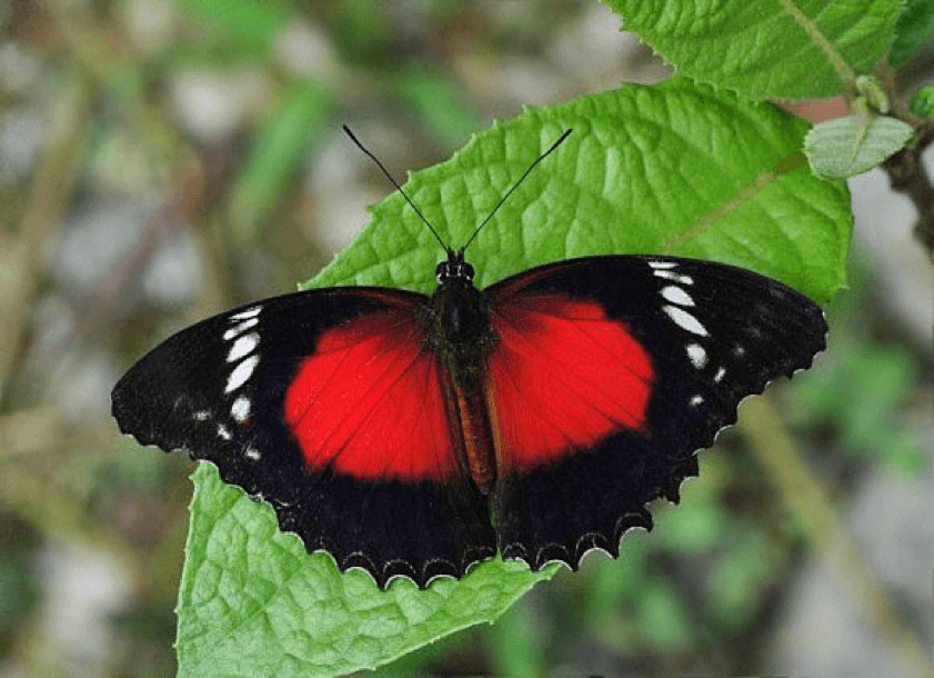 Black and Red Butterfly Logo - Beautiful Butterflies of PNG
