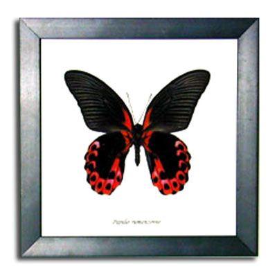 Black and Red Butterfly Logo - Framed Butterfly: Spotted Red and Black
