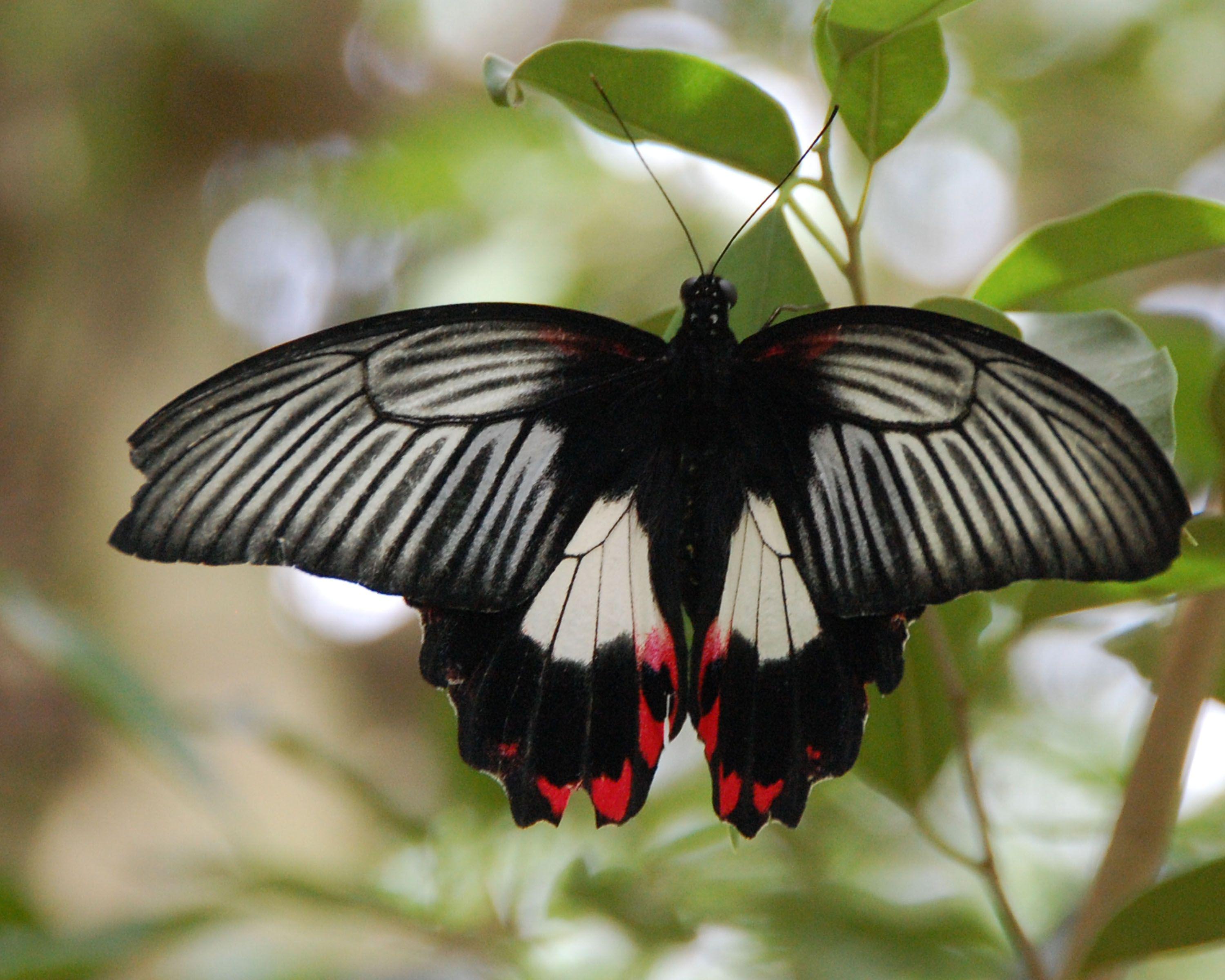 Black and Red Butterfly Logo - Black & White with Red