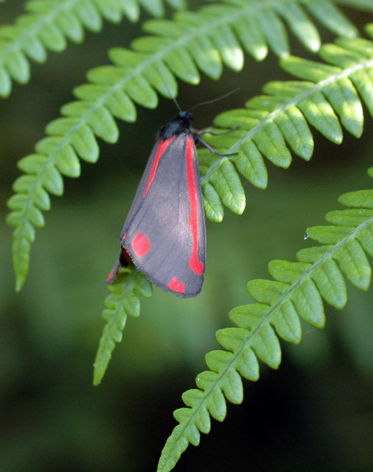 Black and Red Butterfly Logo - black butterfly or moth with red spots. everyday nature trails