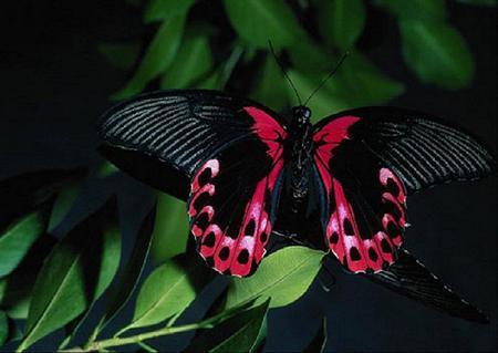 Black and Red Butterfly Logo - Butterfly red and black - Butterflies & Animals Background ...