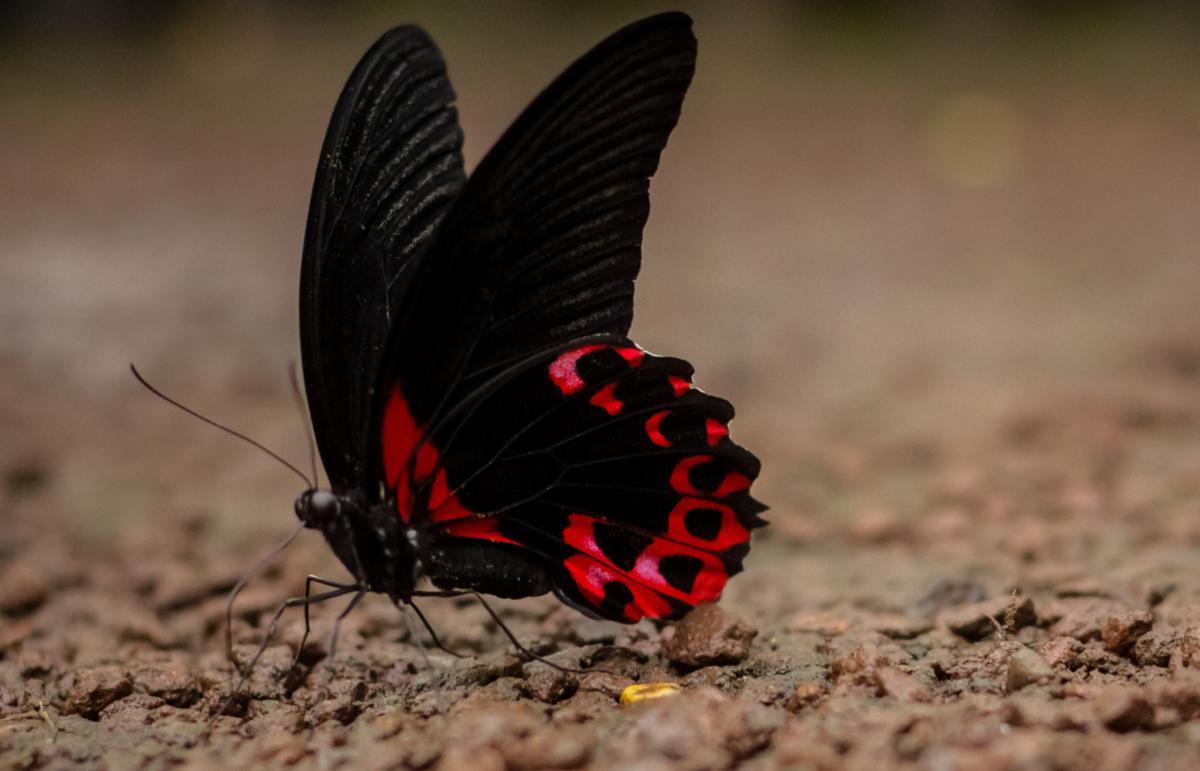 Black and Red Butterfly Logo - Get To Know the Symbolism and Meaning of a Black Butterfly