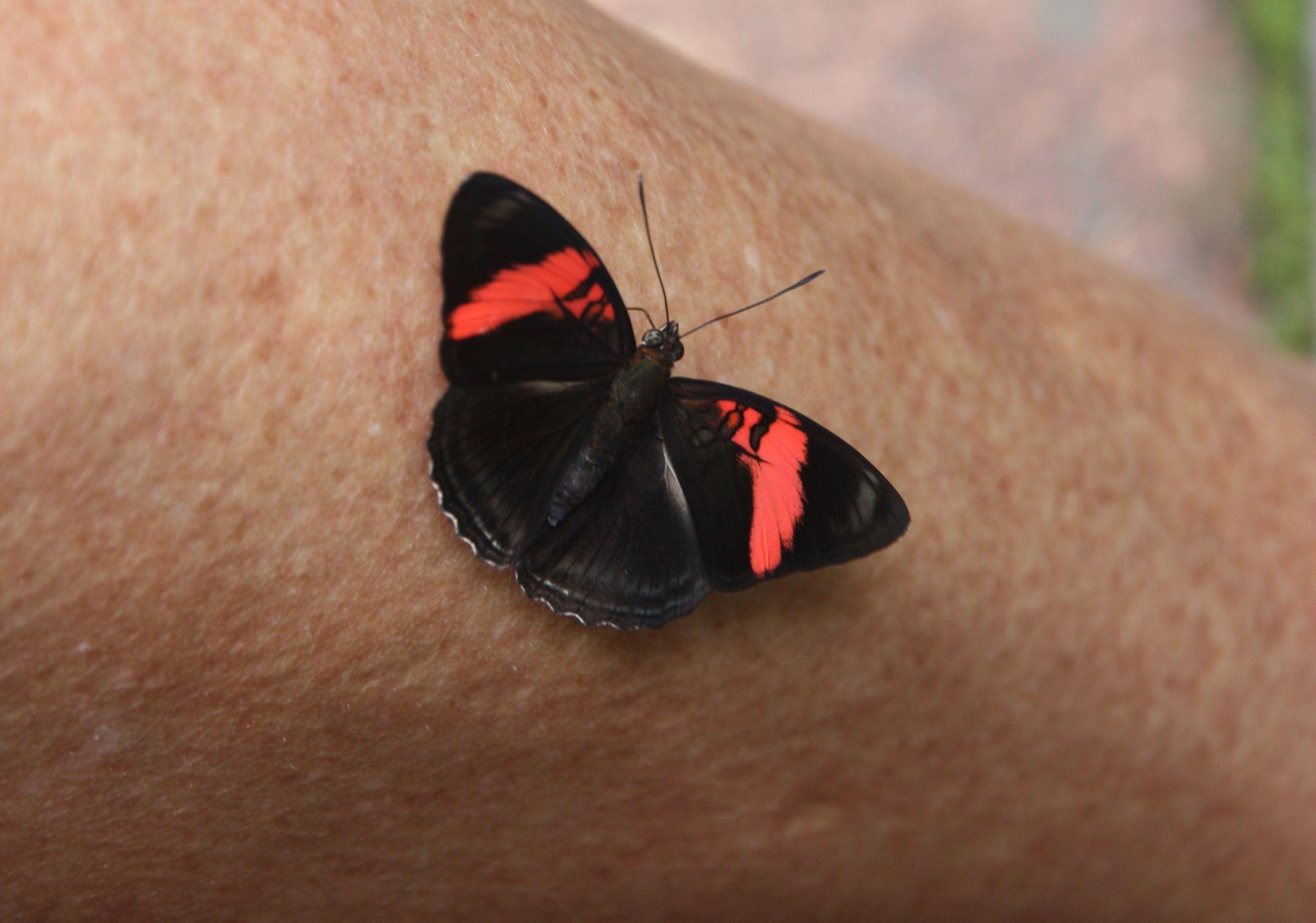 Black and Red Butterfly Logo - Black and red butterfly, Iguazu Falls | Where to next?