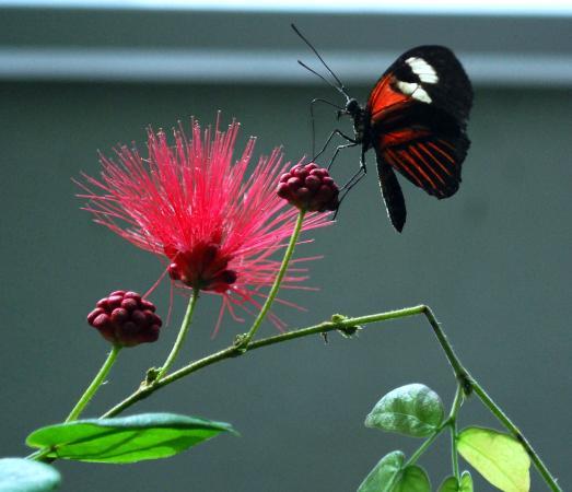 Black and Red Butterfly Logo - Black, White, Red Butterfly with Red Flower of Key West