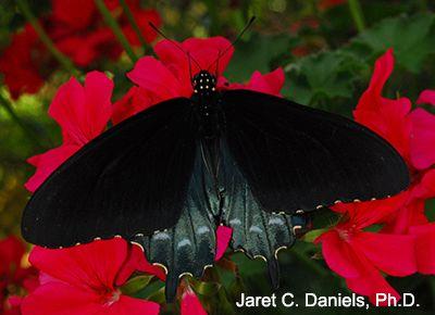 Black and Red Butterfly Logo - Blue Butterflies - Gardening Solutions - University of Florida ...