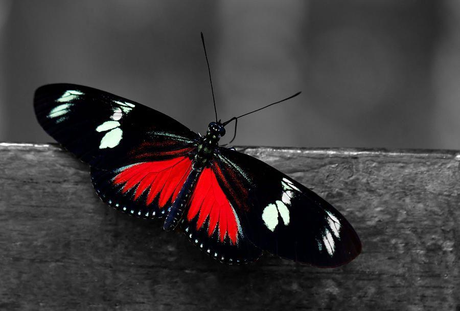 Black and Red Butterfly Logo - Red Butterfly Photograph