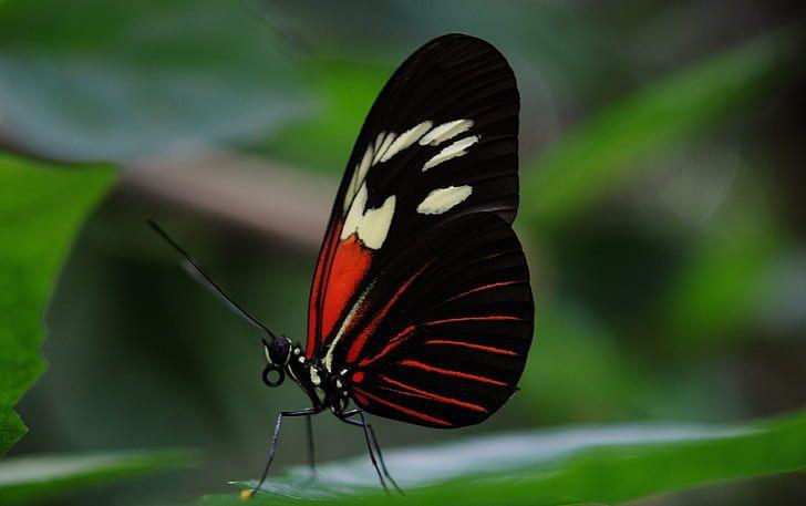 Black and Red Butterfly Logo - Royalty-Free photo: Black, red, and white longwing butterfly perched ...