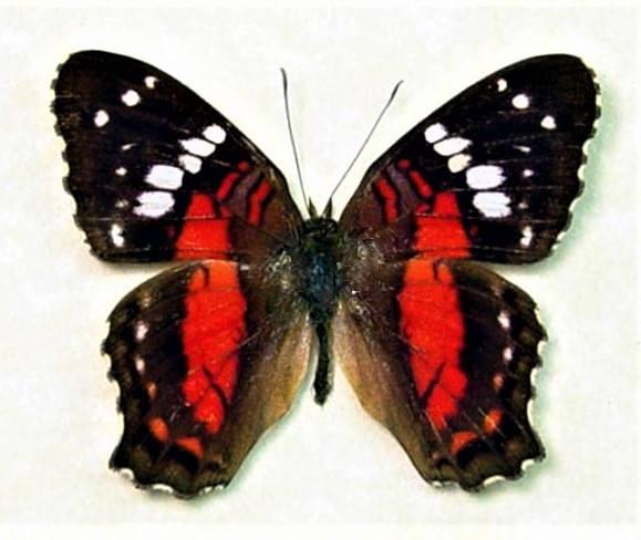 Black and Red Butterfly Logo - Anartia amathea red black red butterfly Peru
