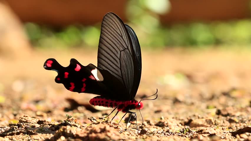 Black and Red Butterfly Logo - Black and Red Butterfly Isolated Stock Footage Video 100% Royalty