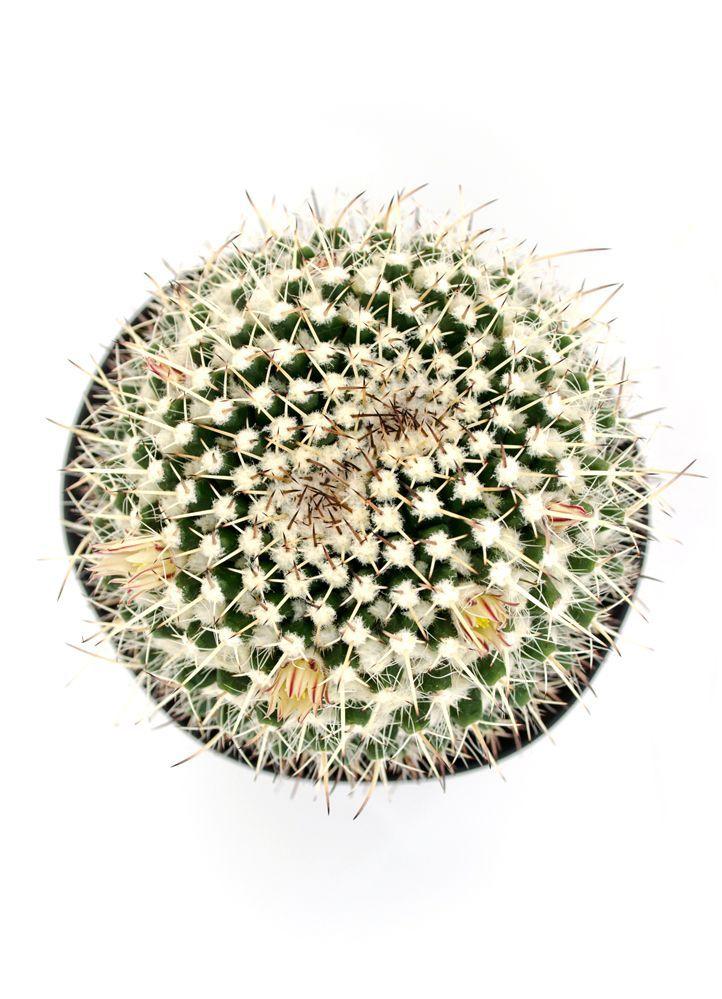 2 Silver Arrows Up Logo - Mammillaria nejapensis “Silver Arrows” | Cacti & Succulents | Cactus ...
