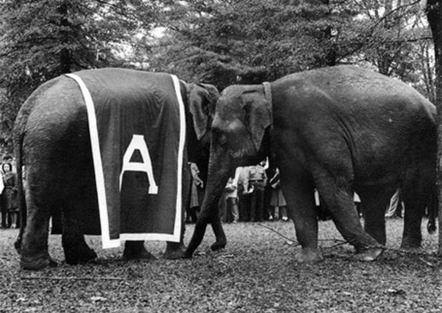 University of Alabama Elephant Logo - Which story do you believe is true about the University of Alabama