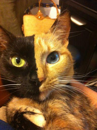 Orange and Black Cat Logo - Catsparella: Venus the Amazing Chimera Cat Is Black, Orange, and ...
