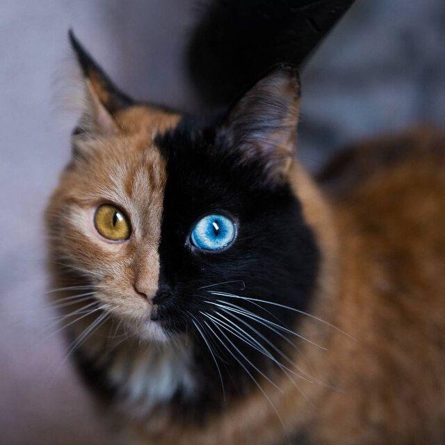 Orange and Black Cat Logo - Beautiful Chimera Cat Has Half Black Face With Blue Eye, Half Orange ...