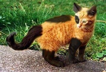 Orange and Black Cat Logo - Orange cat with black legs and tail. ANIMALS WITH UNUSUAL MARKINGS