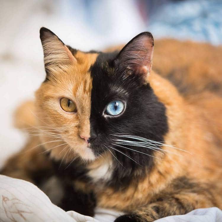 Orange and Black Cat Logo - Meet Quimera, a Chimera Cat With a Purrfectly Two-Toned Face