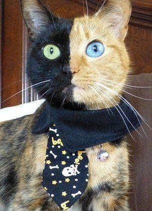 Orange and Black Cat Logo - Venus the black and orange tabby becomes a Facebook and YouTube star ...