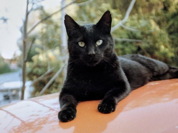 Orange and Black Cat Logo - Black Cat On Orange Car Top Free Stock Photo - Public Domain Pictures