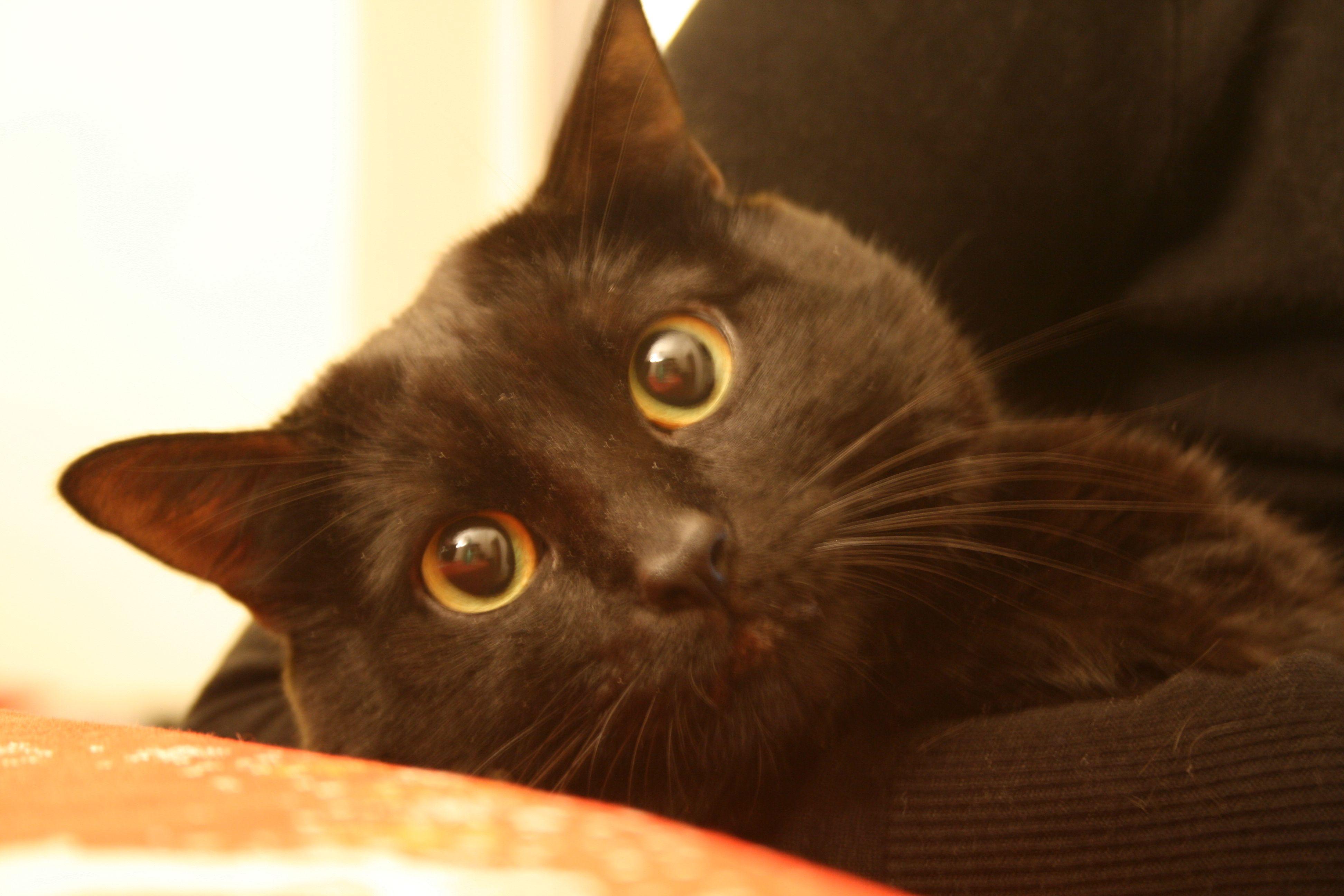 Orange and Black Cat Logo - ITALY Nero ( di nome Leonardo ) Black Cat in Bed