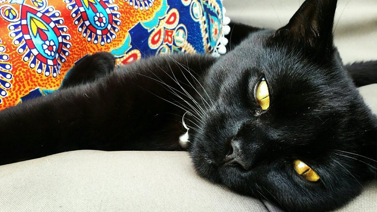 Orange and Black Cat Logo - Black Cat Orange / Golden Eyes | Black british short-hair cross cat ...