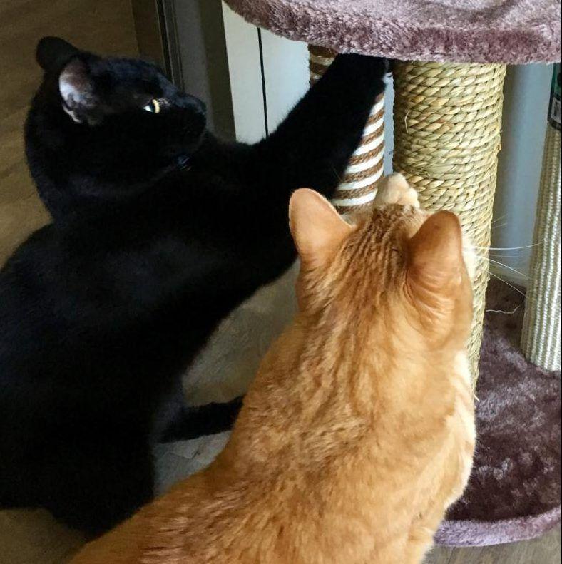 Orange and Black Cat Logo - Orange Tabby Cat and Black Cat For Adoption in San Diego CA - Adopt ...