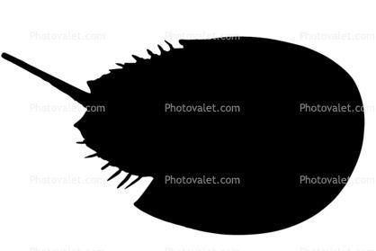 Shilloute Crab Logo - Silhouette of a Horseshoe Crab, logo, shape Images, Photography ...