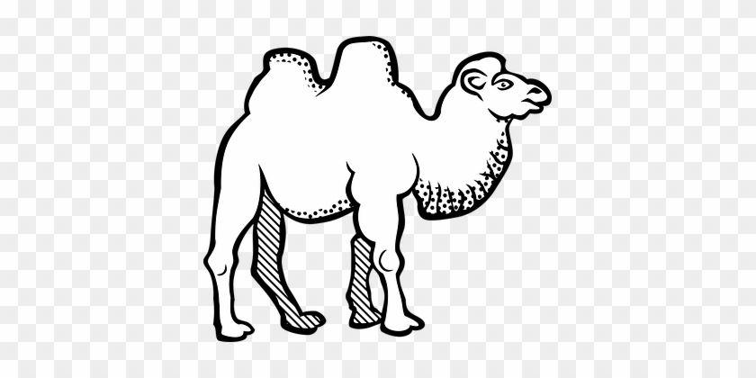 Camle with Black C Logo - Animal Bactrian Camel Camel Animal Camel C - Letter Jeem In Arabic ...