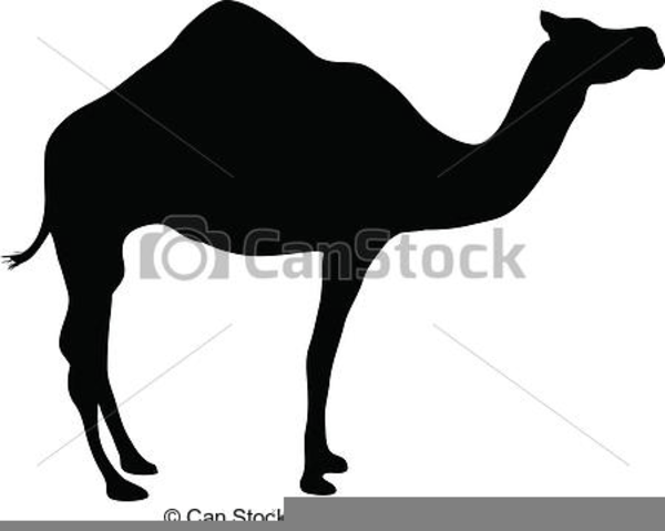 Camle with Black C Logo - Camel Black And White Clipart. Free Image