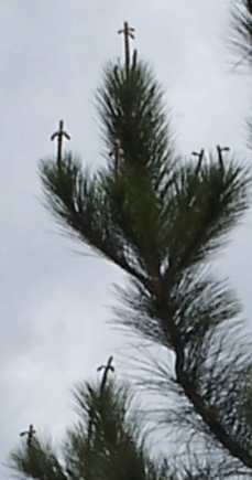 Pine Tree Cross Logo - Pine Tree Cross Do pine trees know that the cross is a symbol