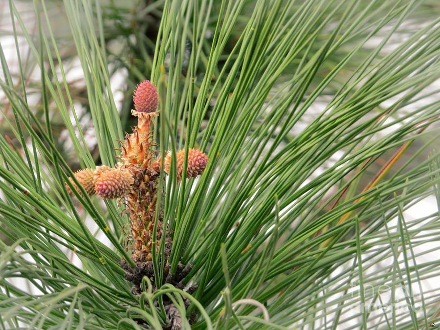 Pine Tree Cross Logo - Pine Tree Cross For Easter Photograph by Ella Kaye Dickey