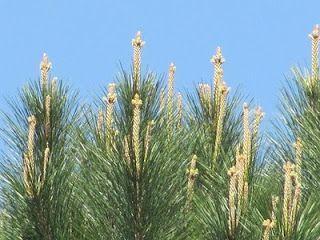 Pine Tree Cross Logo - Pine tree cross story: The tassels on top of a pine tree resemble ...