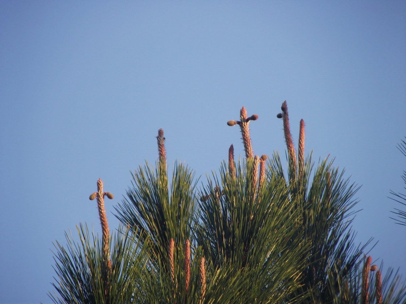 Pine Tree Cross Logo - Bonnie's Blog: Pine Tree Crosses