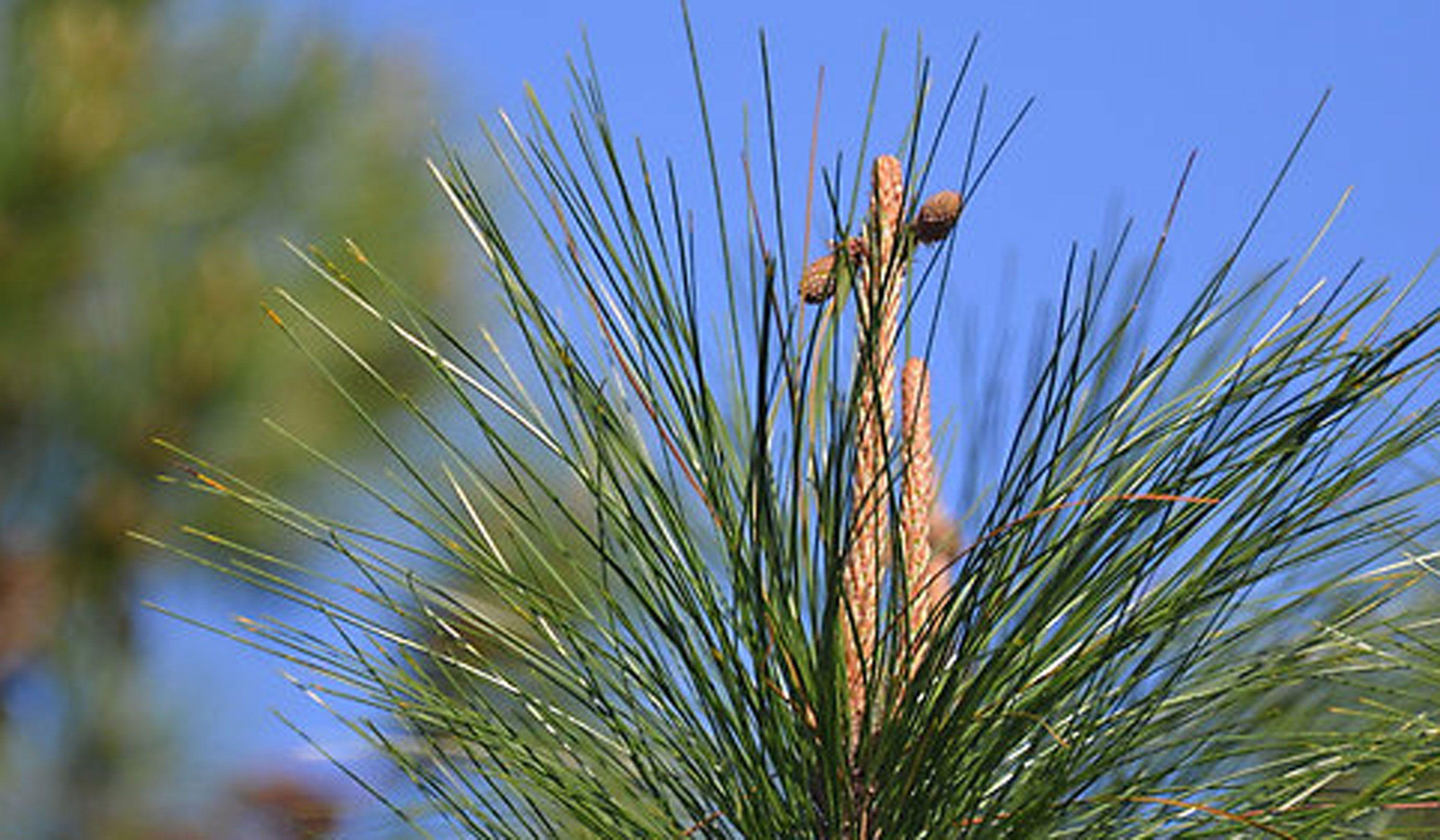 Pine Tree Cross Logo - Pine trees herald Easter by growing crosses | Opelika Observer