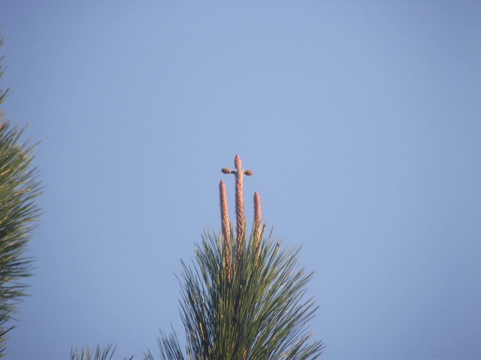 Pine Tree Cross Logo - Bonnie's Blog: Pine Tree Crosses