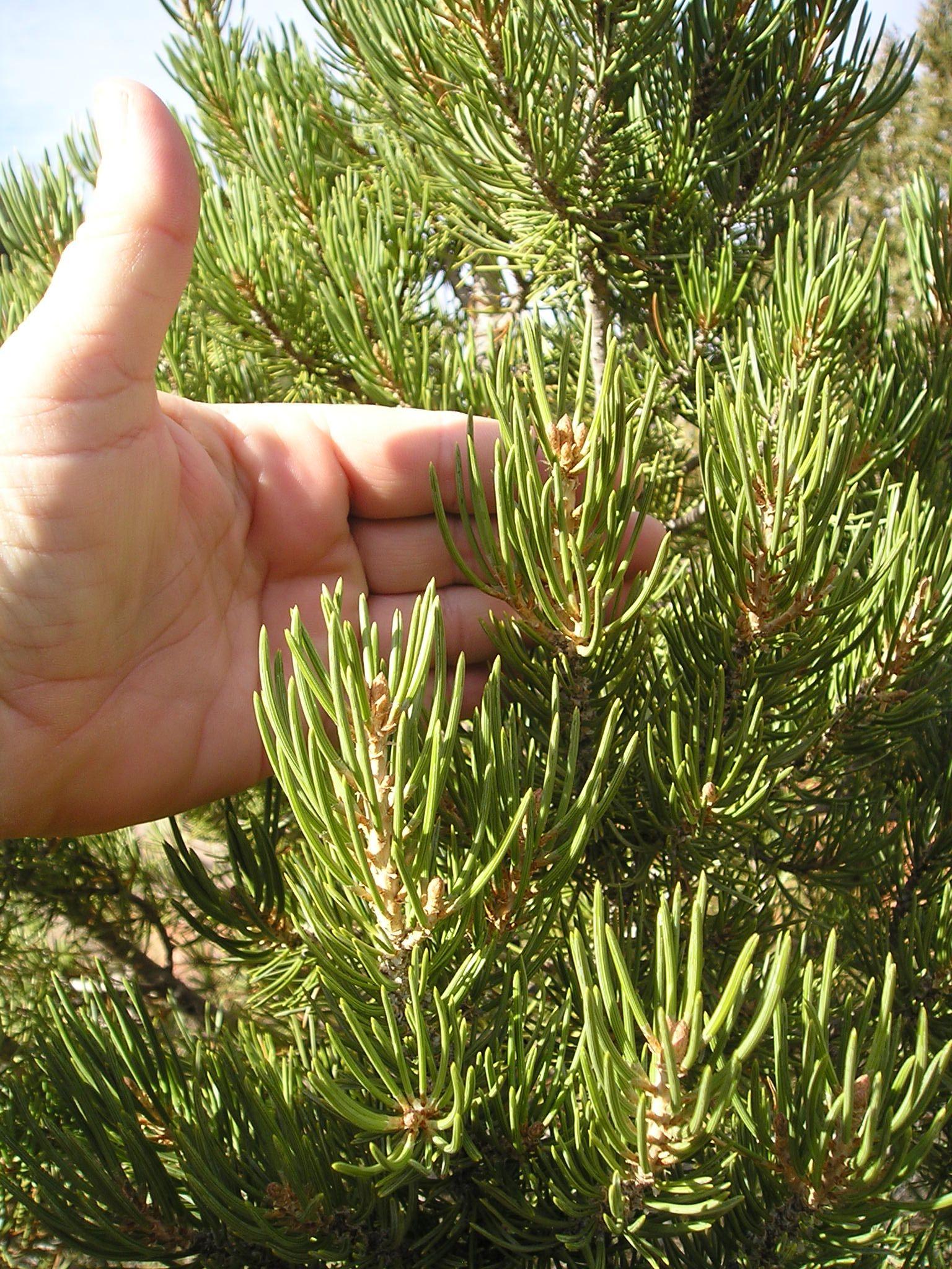 Pine Tree Cross Logo - Dixie National Forest - About the Forest