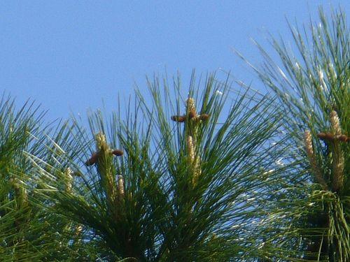 Pine Tree Cross Logo - The Signs of the Tree – Keep a Sharp Eye