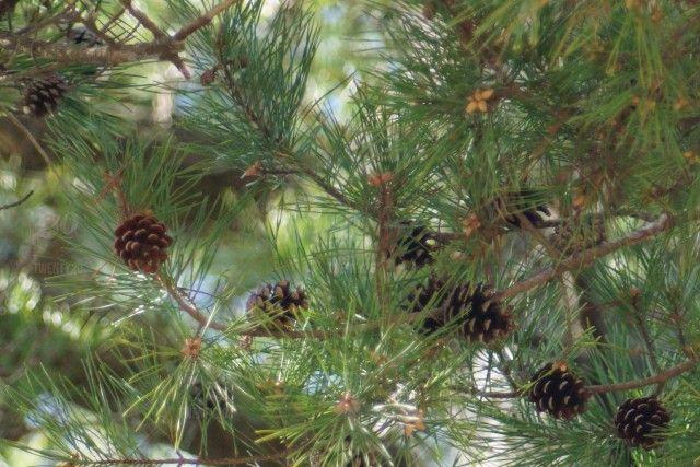 Pine Tree Cross Logo - Beauty of the pine trees and cones stock photo 4a9a92e0-30d8-4f37 ...