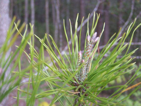 Pine Tree Cross Logo - Photograph Pine Tree Cross Crosses Easter Bloom by ByLightOfMoon ...