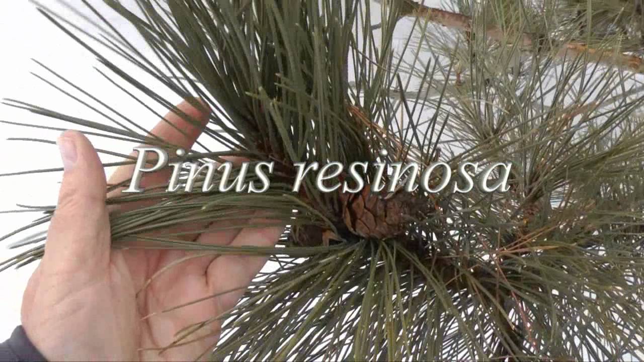 Pine Tree Cross Logo - Pine Tree Identification - YouTube