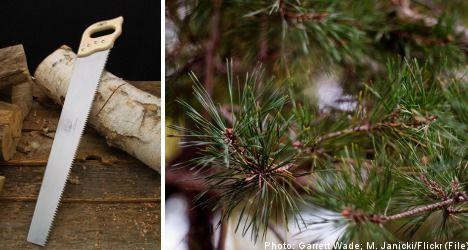 Pine Tree Cross Logo - Swede fined for drunken pine tree massacre - The Local