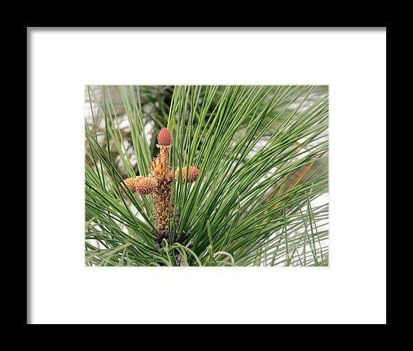 Pine Tree Cross Logo - Pine Tree Cross For Easter Framed Print by Ella Kaye Dickey