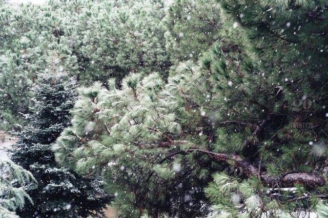 Pine Tree Cross Logo - Background of branches of pine tree a snowy day. Backgrounds; Beauty ...