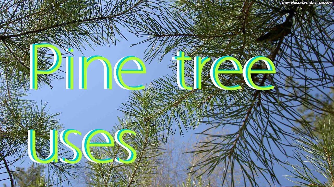 Pine Tree Cross Logo - Pine tree uses - YouTube