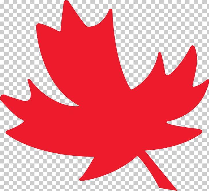 Red Maple Leaf of a Word Logo - toronto Maple Leafs PNG clipart for free download