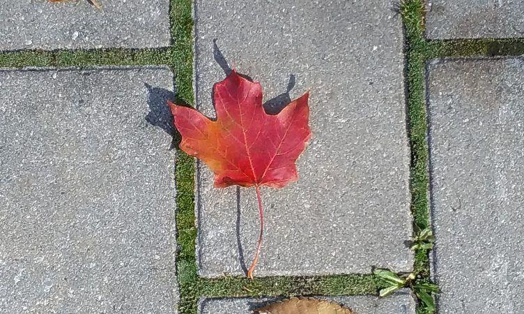 Red Maple Leaf of a Word Logo - Botanical Nerd Word: Lamina - Toronto Botanical GardenToronto ...
