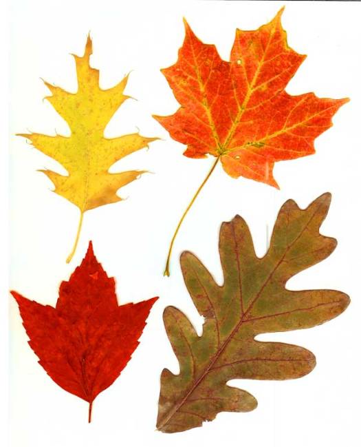 Red Maple Leaf of a Word Logo - Gifts from the Tree Friends in Autumn: Two Oaks, Two Maples