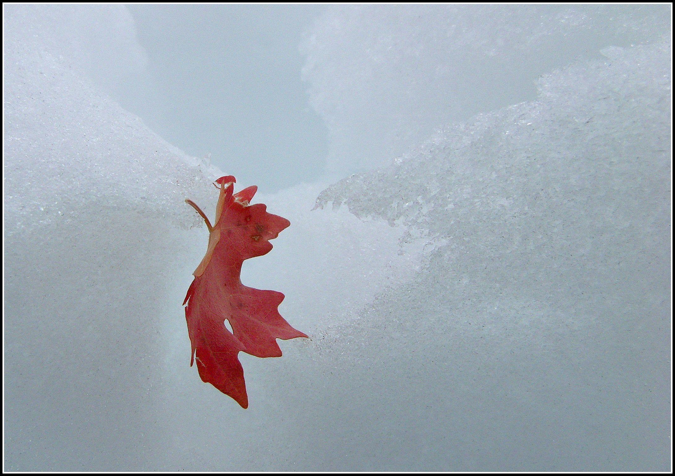 Red Maple Leaf of a Word Logo - Maple leaf in snow. Scott's Place.image and Words