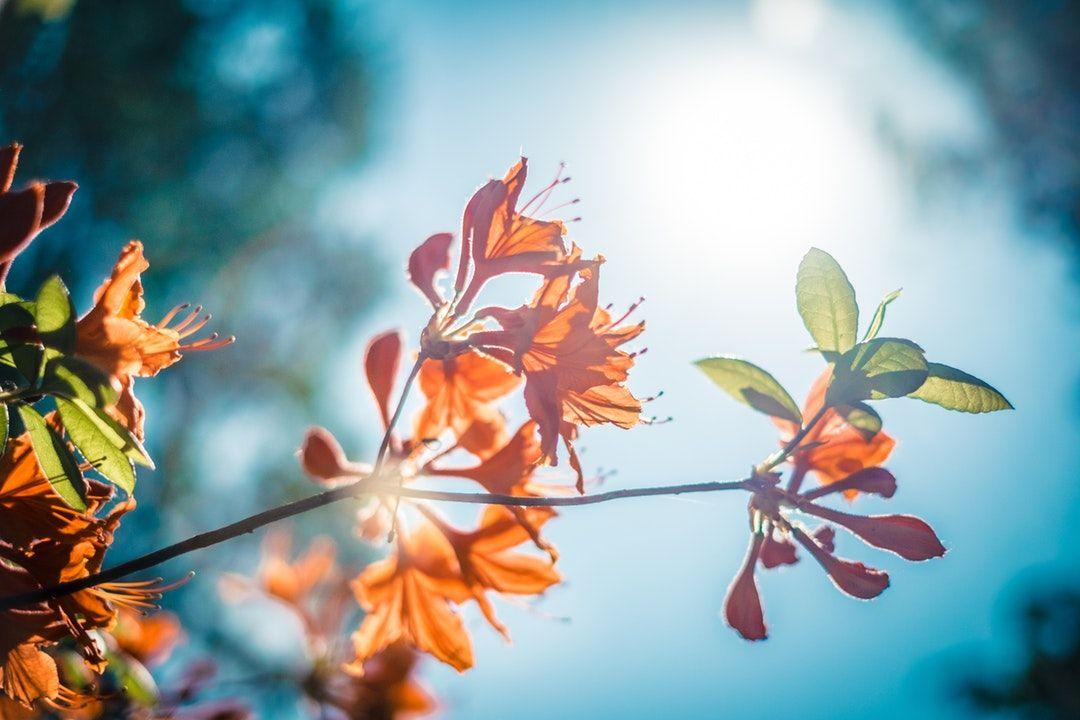 Blue Orange Green Leaf Logo - A Branch With Green Leaves And Orange Flowers Against A Pale Blue ...