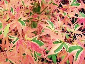 Blue Orange Green Leaf Logo - Acer Beni Schichihenge'Margined, Blue Green Leaves, Tinted Pink Turn