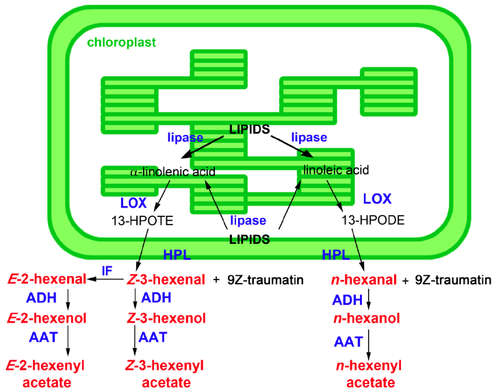 Blue Orange Green Leaf Logo - Green Leaf Volatile (GLV) biosynthesis. Lipase(s) release(s) α ...